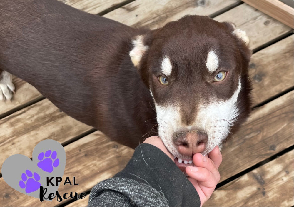 Fievel - Mouse Litter, an adoptable Husky, Mixed Breed in Kenai, AK, 99611 | Photo Image 5