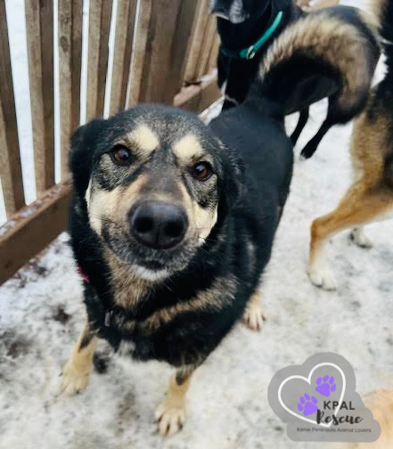 Mia, an adoptable Husky, Mixed Breed in Kenai, AK, 99611 | Photo Image 1