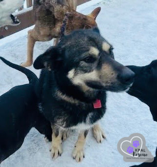 Mia, an adoptable Husky, Mixed Breed in Kenai, AK, 99611 | Photo Image 2