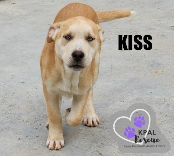 Kiss - 80s Bands Litter, an adoptable Mixed Breed in Kenai, AK, 99611 | Photo Image 1