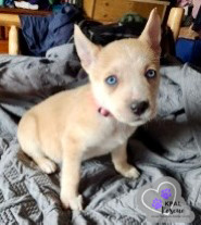 Kiss - 80s Bands Litter, an adoptable Mixed Breed in Kenai, AK, 99611 | Photo Image 3