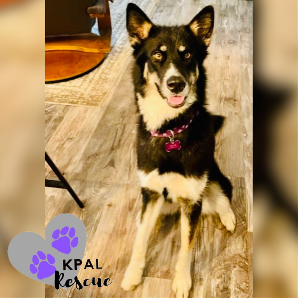 Lady, an adoptable Husky, Mixed Breed in Kenai, AK, 99611 | Photo Image 1