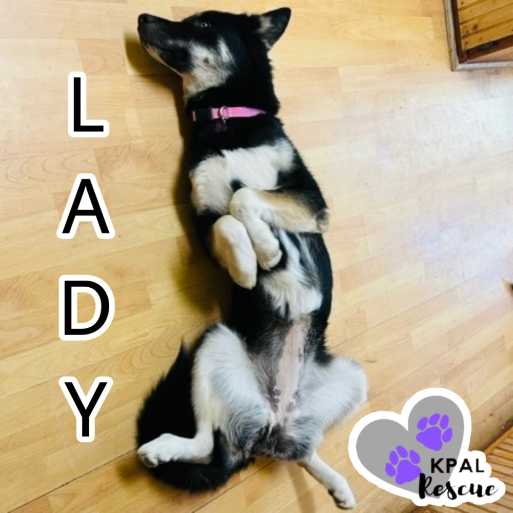 Lady, an adoptable Husky, Mixed Breed in Kenai, AK, 99611 | Photo Image 2