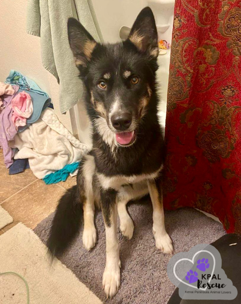 Lady, an adoptable Husky, Mixed Breed in Kenai, AK, 99611 | Photo Image 3