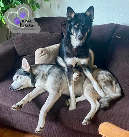 Lady, an adoptable Husky, Mixed Breed in Kenai, AK, 99611 | Photo Image 4