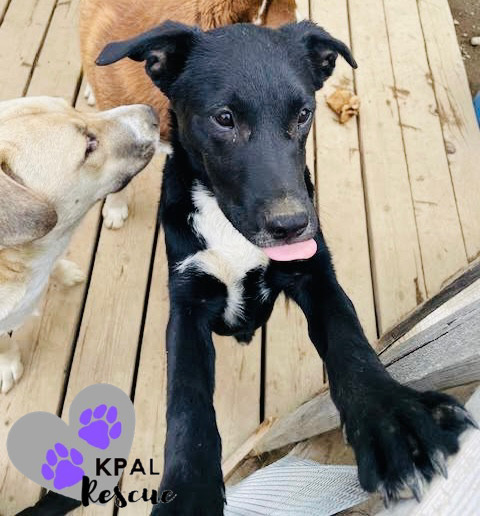 Rover - Vehicle Litter, an adoptable Labrador Retriever, Pit Bull Terrier in Kenai, AK, 99611 | Photo Image 1