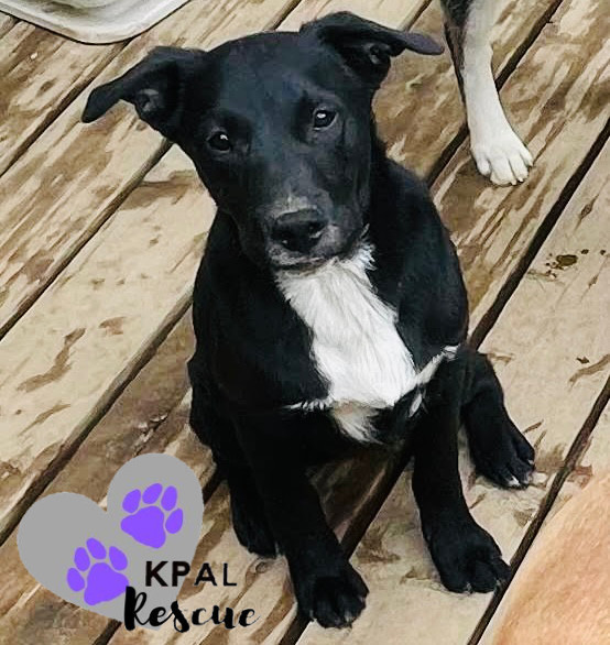 Rover - Vehicle Litter, an adoptable Labrador Retriever, Pit Bull Terrier in Kenai, AK, 99611 | Photo Image 2