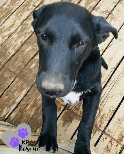 Rover - Vehicle Litter, an adoptable Labrador Retriever, Pit Bull Terrier in Kenai, AK, 99611 | Photo Image 3