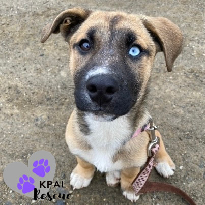 Sangria - Summer Sips Litter, an adoptable Mixed Breed in Kenai, AK, 99611 | Photo Image 1