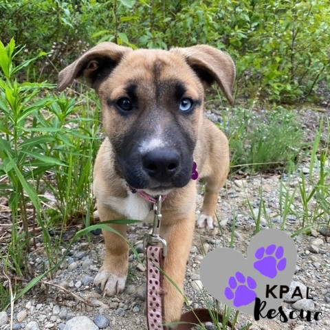 Sangria - Summer Sips Litter, an adoptable Mixed Breed in Kenai, AK, 99611 | Photo Image 2