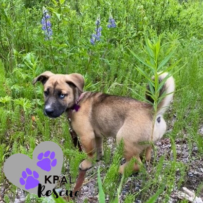 Sangria - Summer Sips Litter, an adoptable Mixed Breed in Kenai, AK, 99611 | Photo Image 3