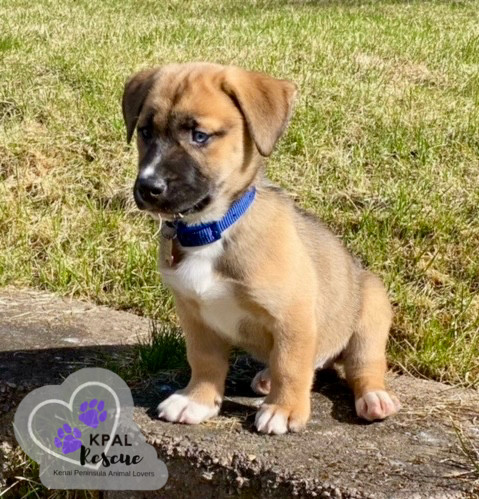 Sangria - Summer Sips Litter, an adoptable Mixed Breed in Kenai, AK, 99611 | Photo Image 4