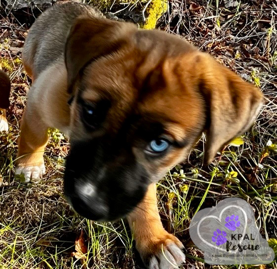 Sangria - Summer Sips Litter, an adoptable Mixed Breed in Kenai, AK, 99611 | Photo Image 5