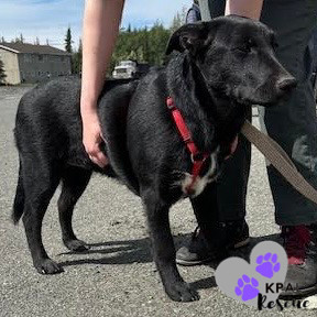 Lexus - Vehicle Litter, an adoptable Labrador Retriever, Pit Bull Terrier in Kenai, AK, 99611 | Photo Image 2