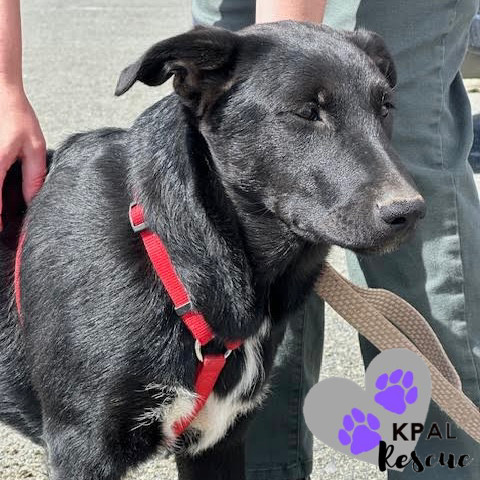 Lexus - Vehicle Litter, an adoptable Labrador Retriever, Pit Bull Terrier in Kenai, AK, 99611 | Photo Image 3