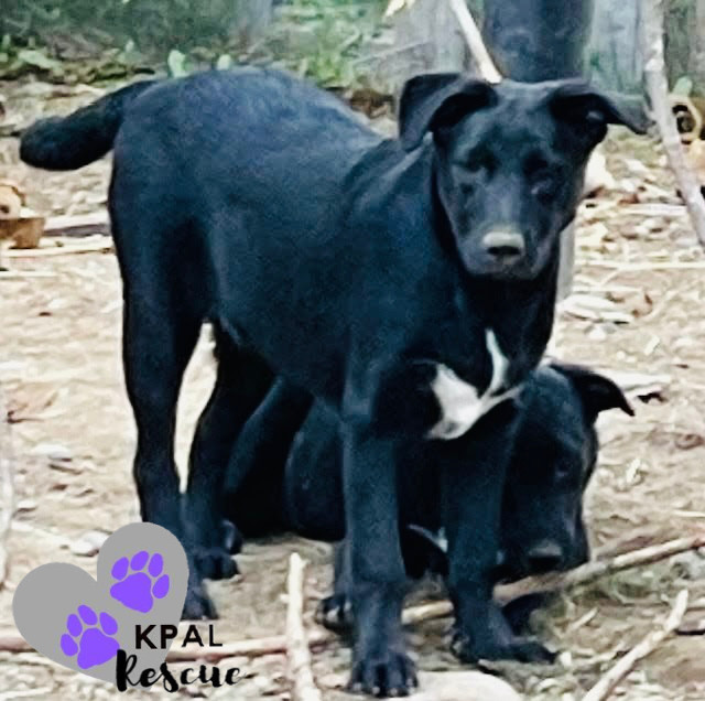 Lexus - Vehicle Litter, an adoptable Labrador Retriever, Pit Bull Terrier in Kenai, AK, 99611 | Photo Image 5