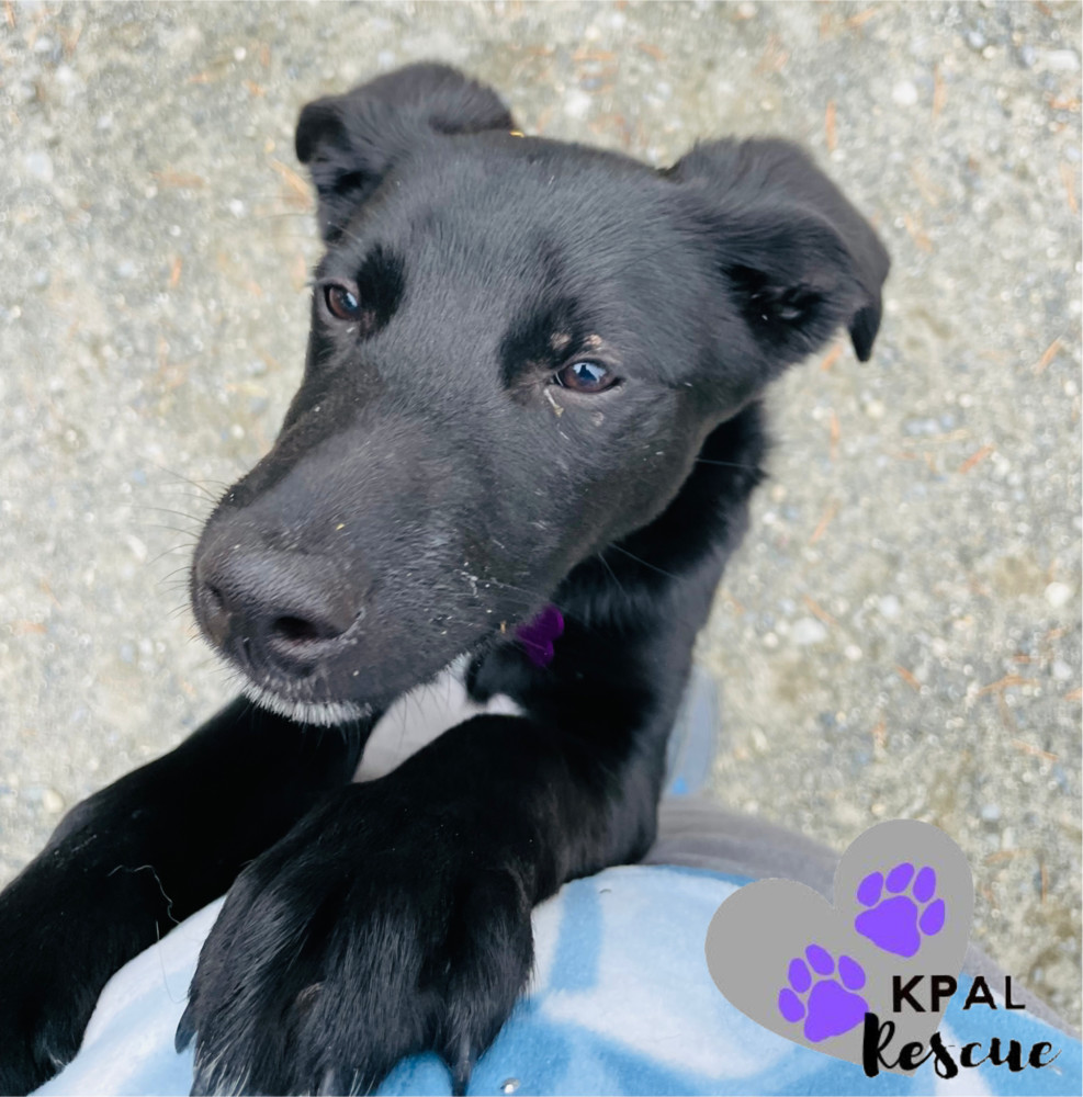 FedEx - Mail Litter, an adoptable Mixed Breed in Kenai, AK, 99611 | Photo Image 2