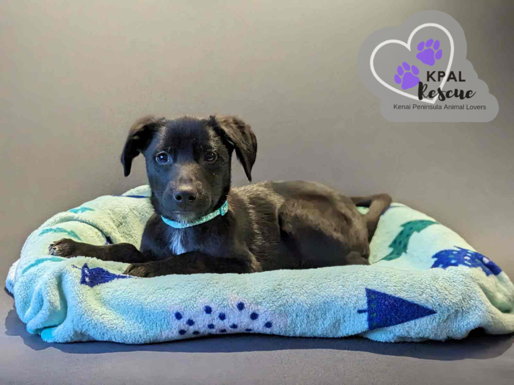 FedEx - Mail Litter, an adoptable Mixed Breed in Kenai, AK, 99611 | Photo Image 4