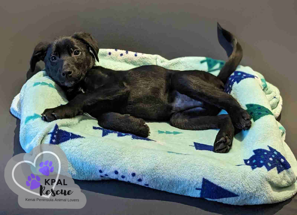 FedEx - Mail Litter, an adoptable Mixed Breed in Kenai, AK, 99611 | Photo Image 5