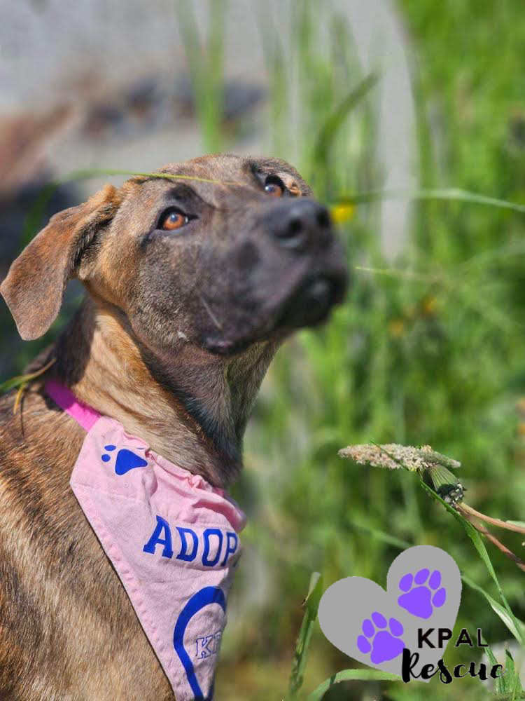 Toto - Movie Star Litter, an adoptable Pit Bull Terrier, German Shepherd Dog in Kenai, AK, 99611 | Photo Image 1