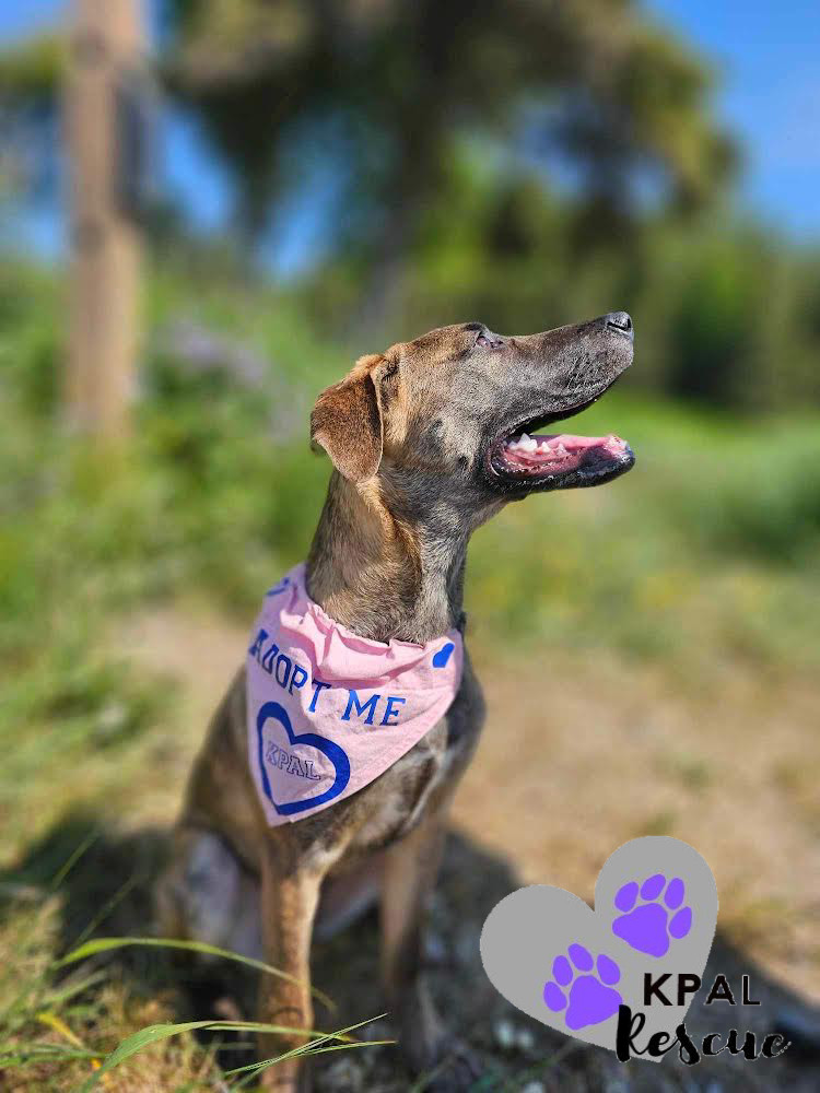 Toto - Movie Star Litter, an adoptable Pit Bull Terrier, German Shepherd Dog in Kenai, AK, 99611 | Photo Image 3