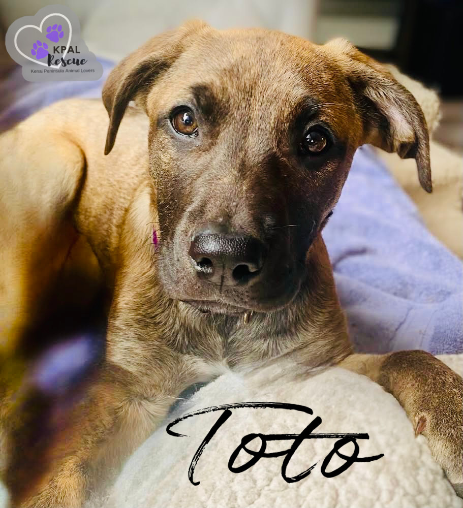 Toto - Movie Star Litter, an adoptable Pit Bull Terrier, German Shepherd Dog in Kenai, AK, 99611 | Photo Image 4