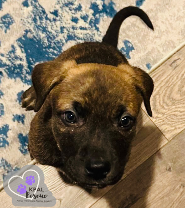 Toto - Movie Star Litter, an adoptable Pit Bull Terrier, German Shepherd Dog in Kenai, AK, 99611 | Photo Image 6