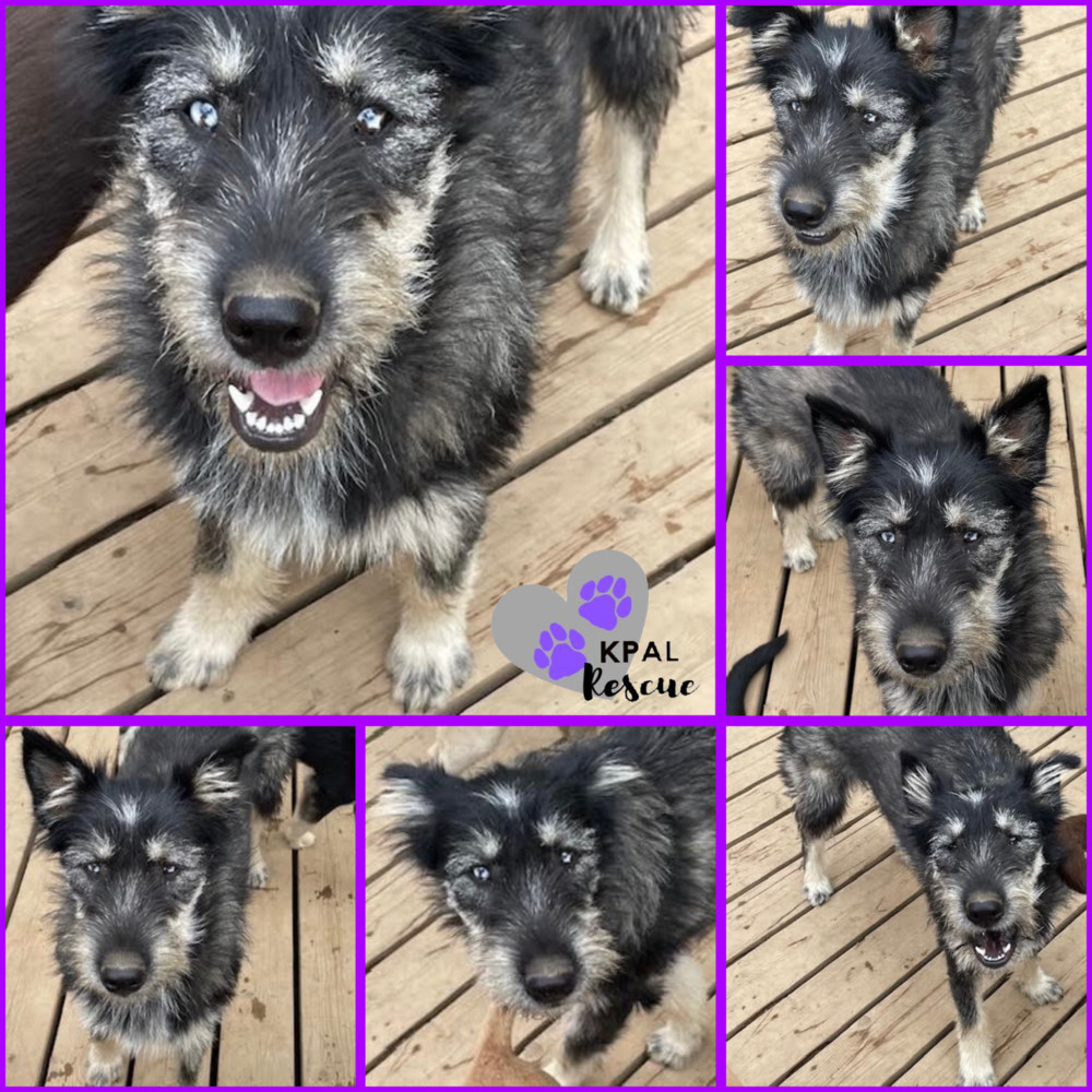 Martha May - The Grinch Litter, an adoptable Husky, Airedale Terrier in Kenai, AK, 99611 | Photo Image 1