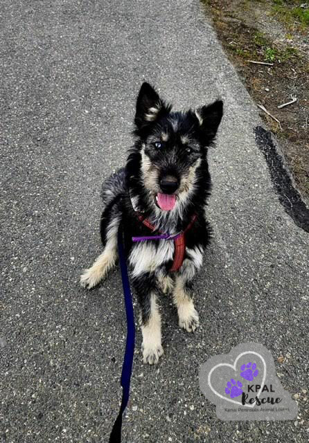 Martha May - The Grinch Litter, an adoptable Husky, Airedale Terrier in Kenai, AK, 99611 | Photo Image 2