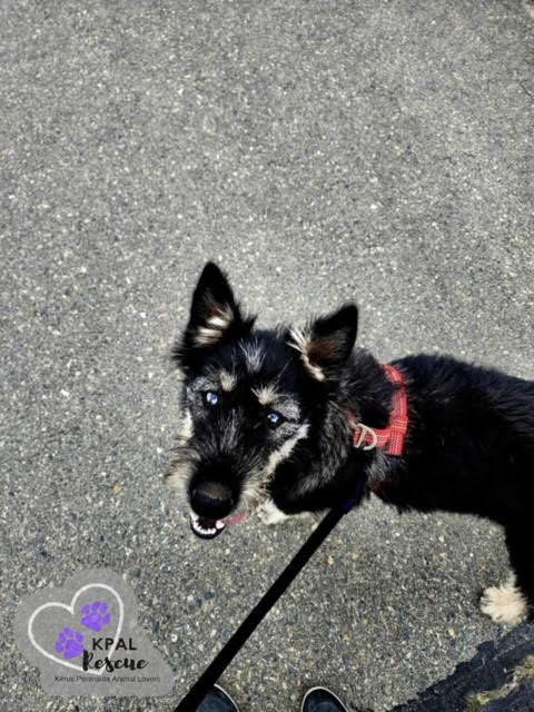 Martha May - The Grinch Litter, an adoptable Husky, Airedale Terrier in Kenai, AK, 99611 | Photo Image 3