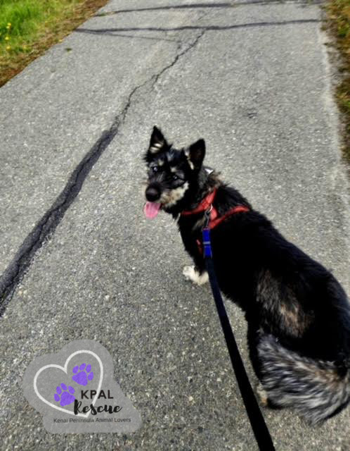 Martha May - The Grinch Litter, an adoptable Husky, Airedale Terrier in Kenai, AK, 99611 | Photo Image 4