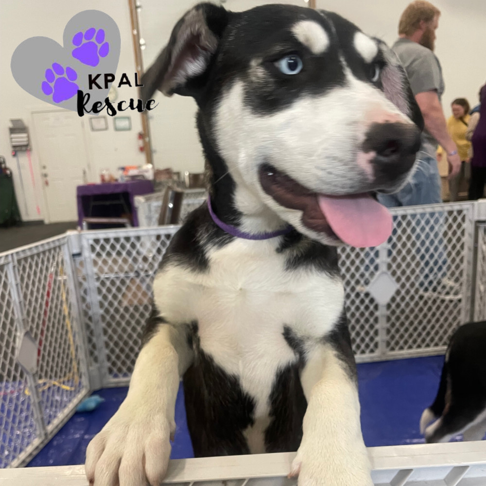 Aerosmith - 80s Bands Litter, an adoptable Mixed Breed in Kenai, AK, 99611 | Photo Image 2