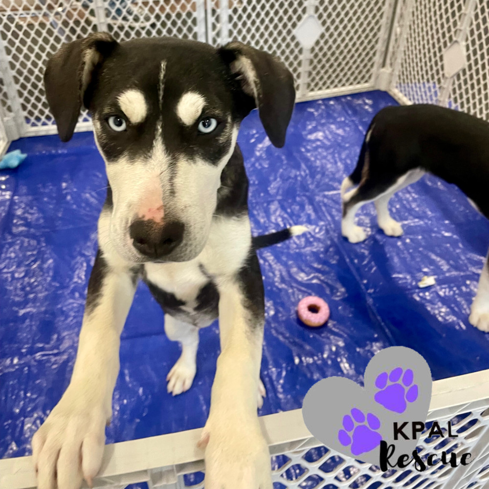 Aerosmith - 80s Bands Litter, an adoptable Mixed Breed in Kenai, AK, 99611 | Photo Image 3