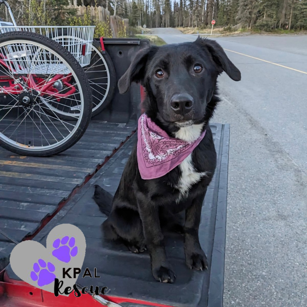 Parcel - Mail Litter, an adoptable Mixed Breed in Kenai, AK, 99611 | Photo Image 1