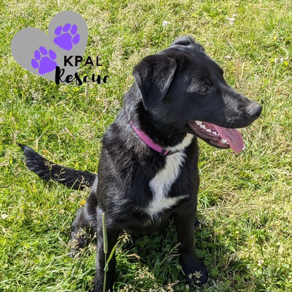 Parcel - Mail Litter, an adoptable Mixed Breed in Kenai, AK, 99611 | Photo Image 2