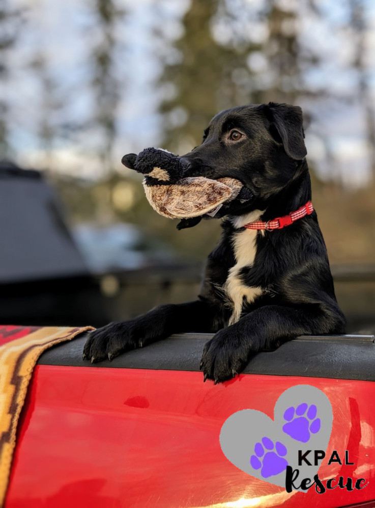 Parcel - Mail Litter, an adoptable Mixed Breed in Kenai, AK, 99611 | Photo Image 3