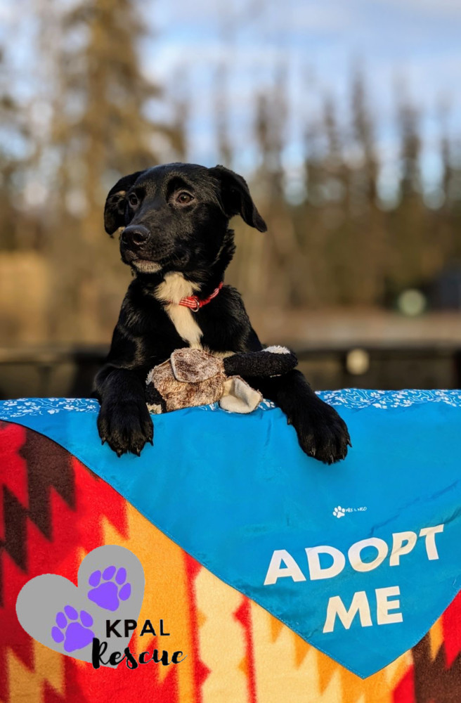 Parcel - Mail Litter, an adoptable Mixed Breed in Kenai, AK, 99611 | Photo Image 4