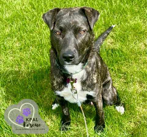 Pup Pup, an adoptable Mixed Breed in Kenai, AK, 99611 | Photo Image 3