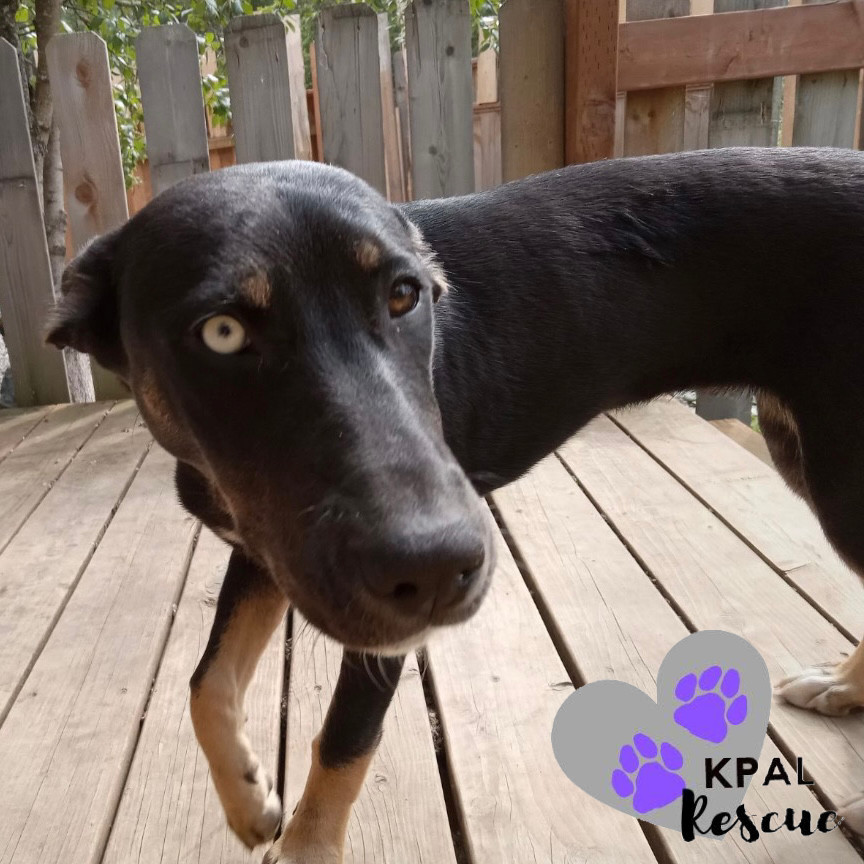 Dog for adoption Iron Maiden 80s Bands Litter a Mixed Breed in Dog for adoption Iron Maiden 80s Bands Litter a Mixed Breed in