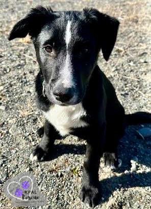 Bronco - Vehicle Litter, an adoptable Labrador Retriever, Pit Bull Terrier in Kenai, AK, 99611 | Photo Image 6