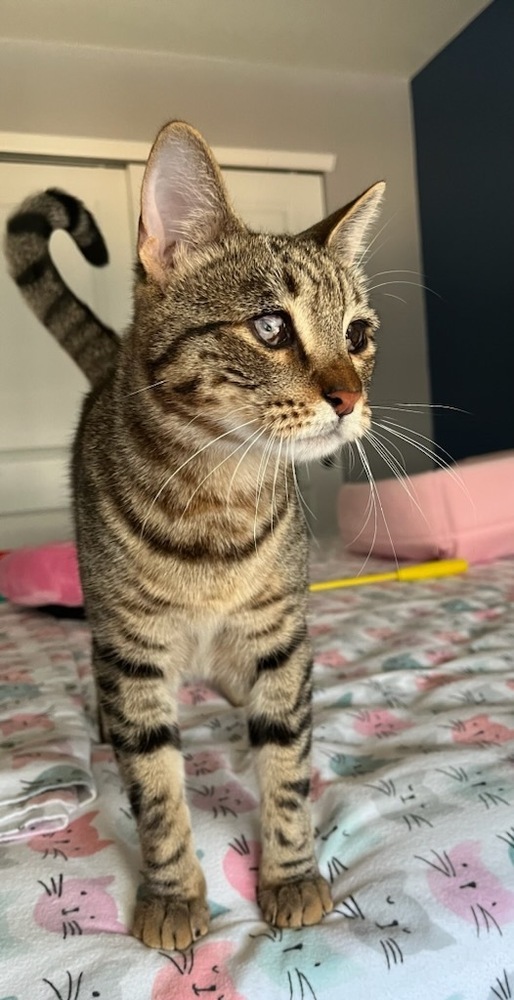 Zeke, an adoptable Domestic Short Hair in Fort collins, CO, 80526 | Photo Image 2