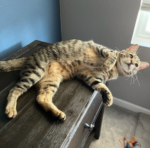 Zeke, an adoptable Domestic Short Hair in Fort collins, CO, 80526 | Photo Image 4