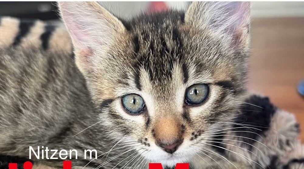 Vitsen, an adoptable Domestic Short Hair in Bend, OR, 97701 | Photo Image 1