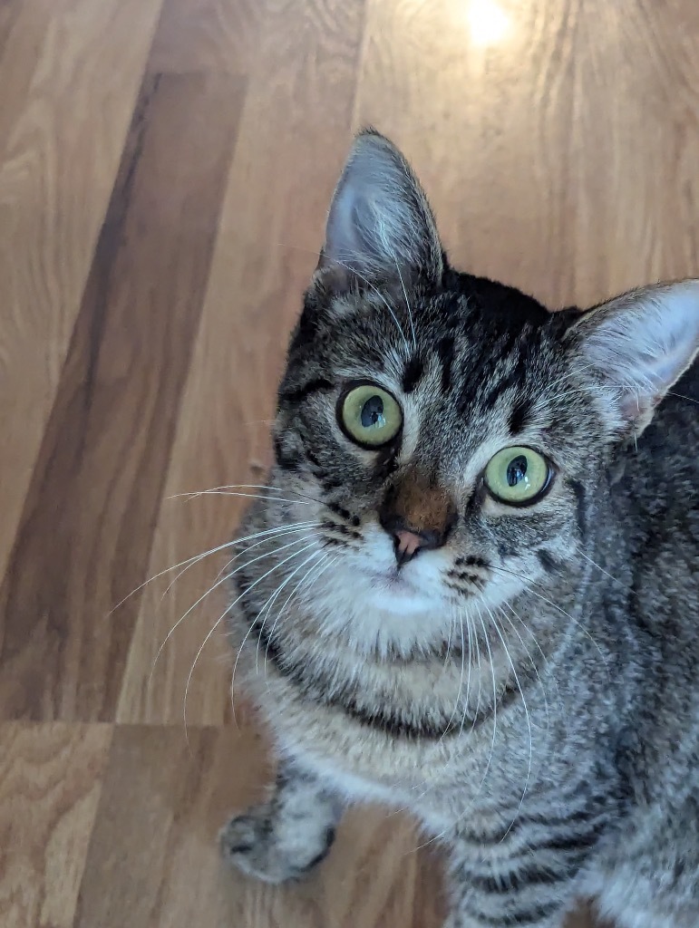 Mia, an adoptable Domestic Short Hair in Boerne, TX, 78006 | Photo Image 1