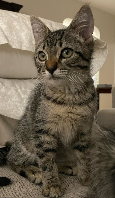 Mia, an adoptable Domestic Short Hair in Boerne, TX, 78006 | Photo Image 2