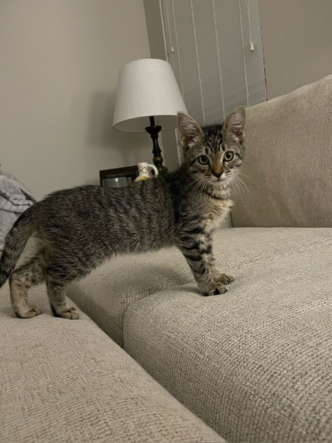 Mia, an adoptable Domestic Short Hair in Boerne, TX, 78006 | Photo Image 3