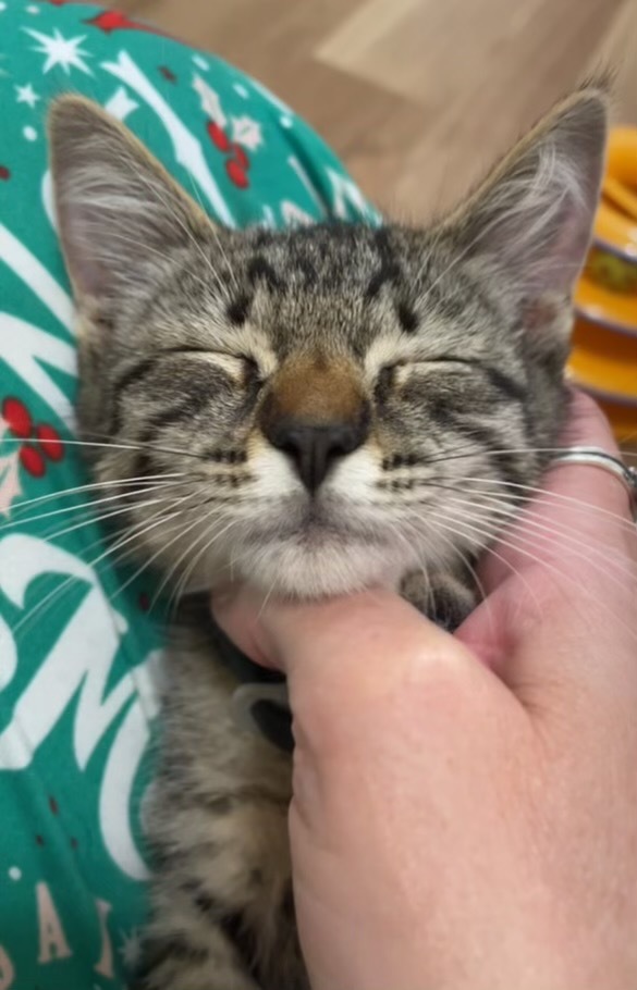 Mia, an adoptable Domestic Short Hair in Boerne, TX, 78006 | Photo Image 4