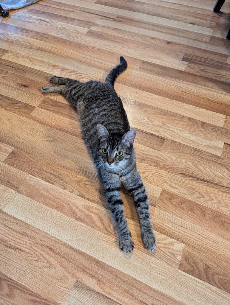 Mia, an adoptable Domestic Short Hair in Boerne, TX, 78006 | Photo Image 5