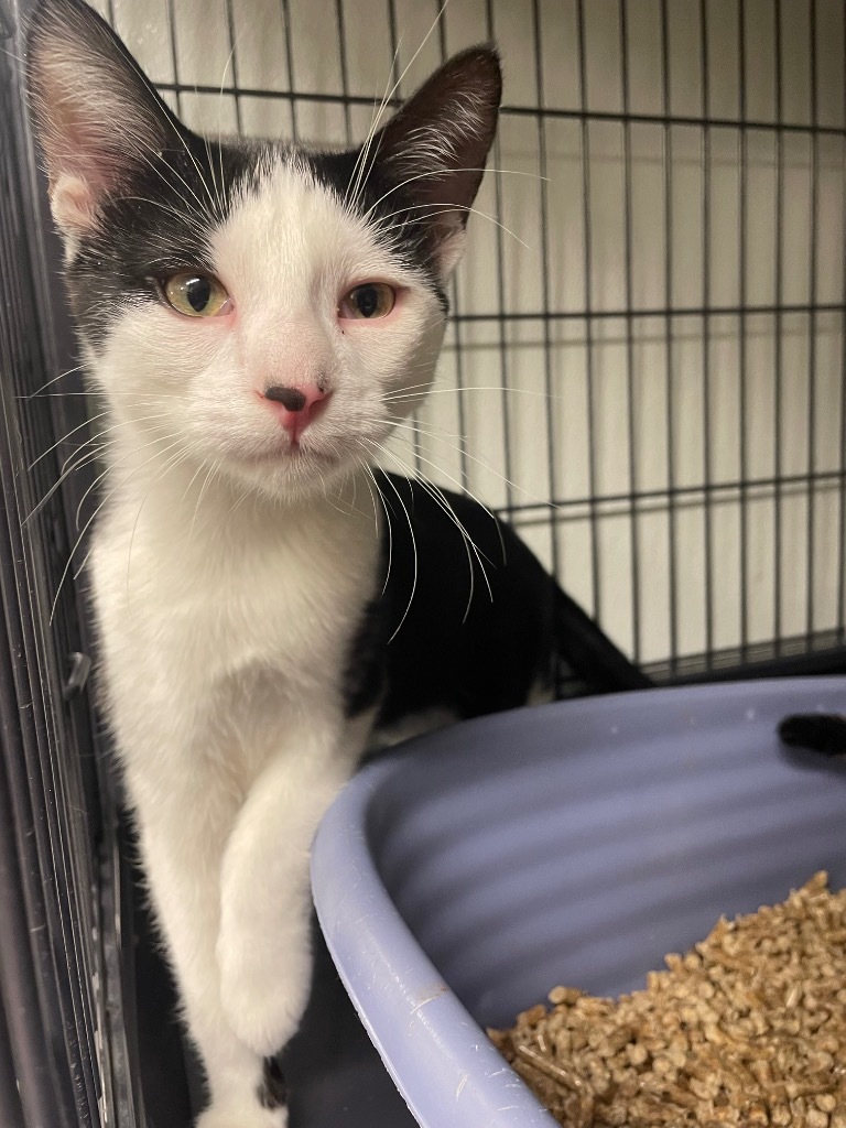 Stetson, an adoptable Domestic Medium Hair in Rock Springs, WY, 82901 | Photo Image 1