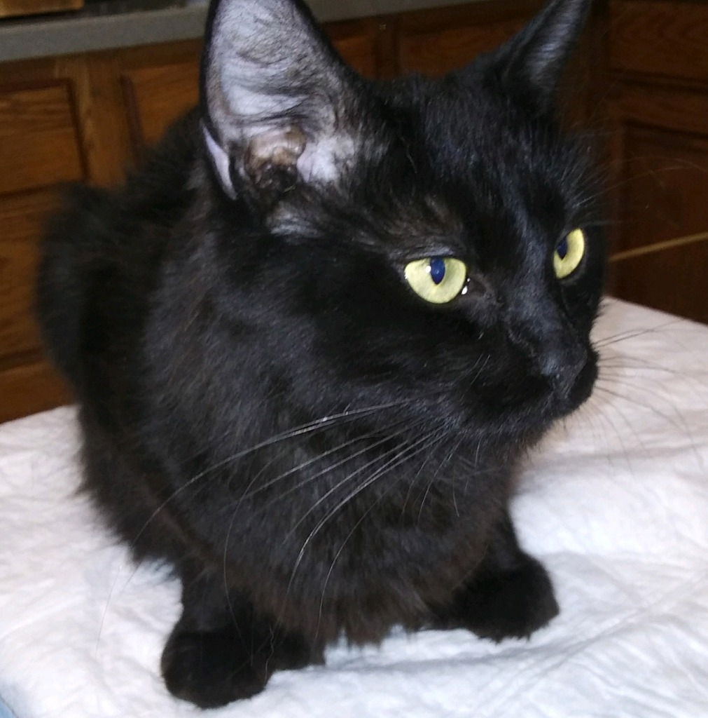 Mia, an adoptable Domestic Medium Hair in Palmer, AK, 99645 | Photo Image 2